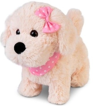 Beżowy piesek z bandamką chodzi smyczy Natalia