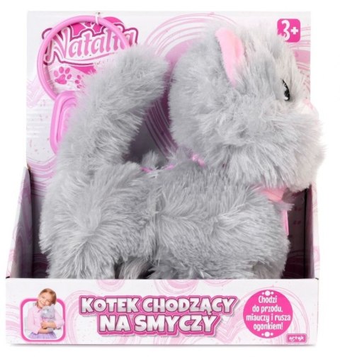 Duży śliczny kotek na smyczy chodzi miauczy Natalia