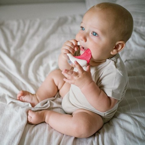 1593 GRZECHOTKA Z GRYZAKIEM