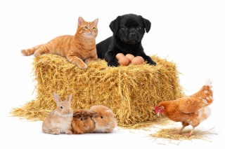 SŁOMA DO BUDY, WYŚCIÓŁKA DLA PSA, KUR, KRÓLIKA, Słoma na kompost XXL 80L